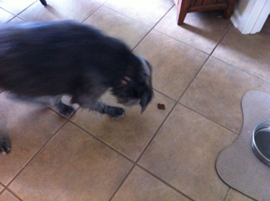 Blur as she goes for the treat. 
