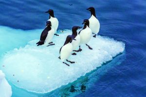 Adult Brünnich's Guillemots, Uria lomvia, on ice at Cape Fanshawe, Spitsbergen, Svalbard, Norway