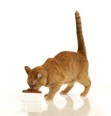 Morris Eating Image Morris Eating Image