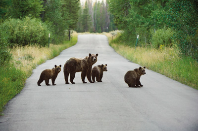 Grizzly 610 and cubs walking along Pacific Creek Road.