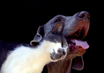 joplin-pet-adoption-event