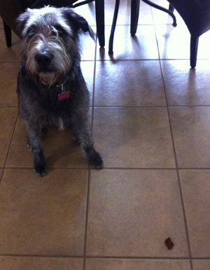 Stella waiting for the command to eat her dog treat. 