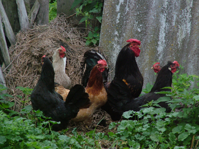 free-range-chickens